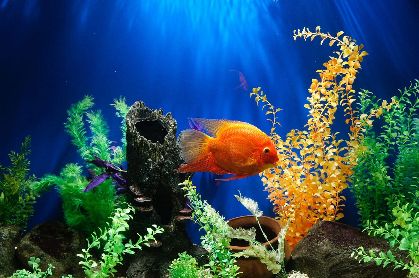 goldfish swimming under water