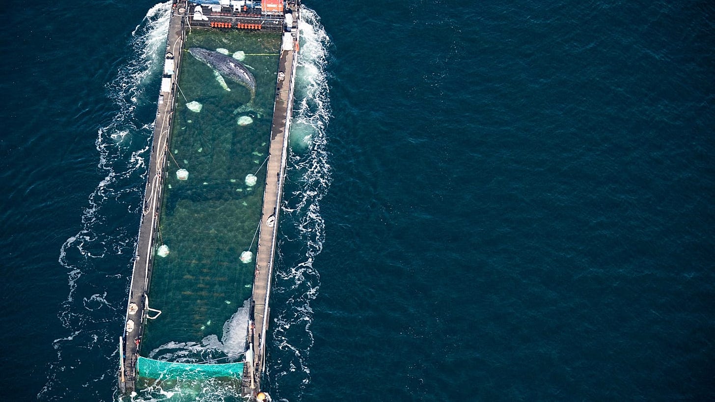 La balena prima del rilascio nel Mare del Nord