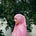 emaan‧₊˚✩彡's avatar
