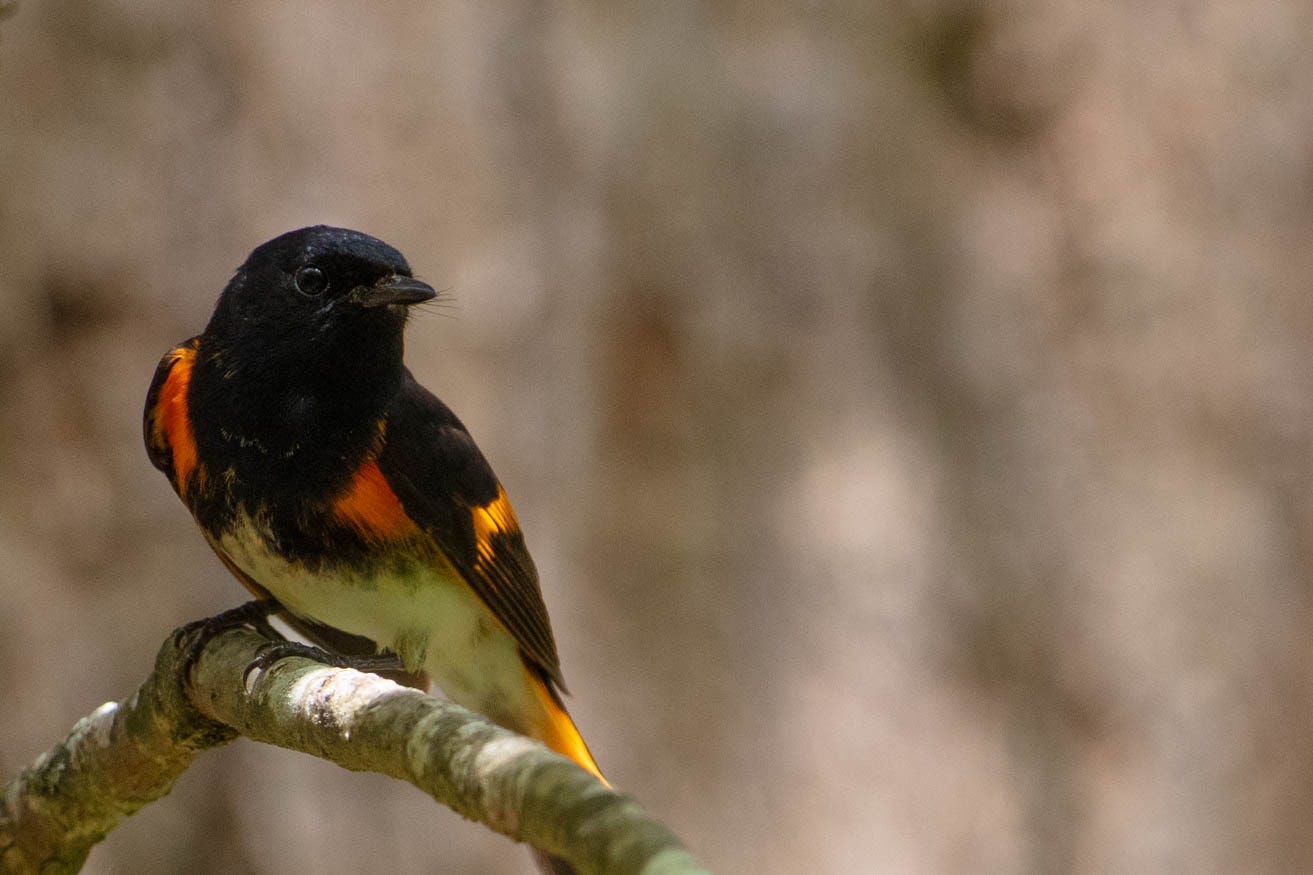 A cute bird with a black head and wings and fiery reddish orange markings on wings, tail, and just under the wings (like shoulder area) and white belly