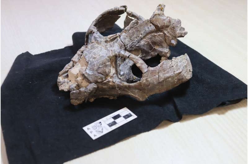 New fossil evidence challenges the story of mammalian birth