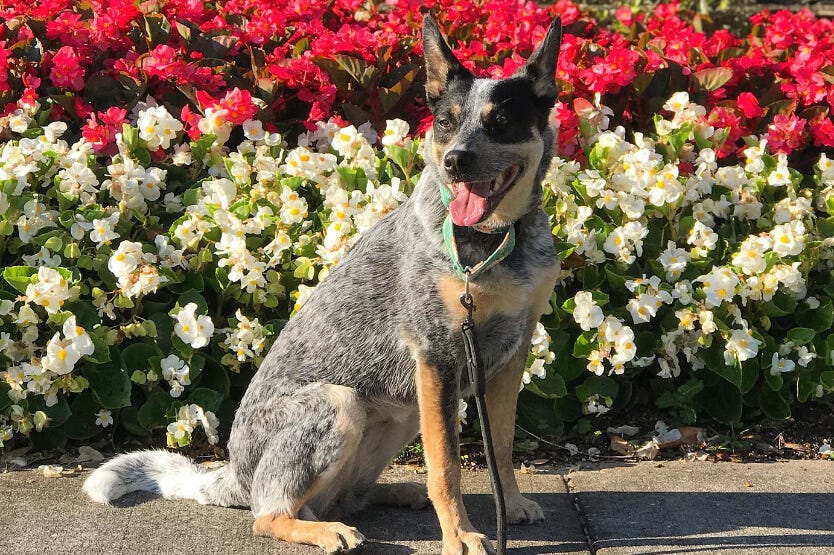 Scout the Australian cattle dog sitting in front of beautiful flowers in Viera, Florida