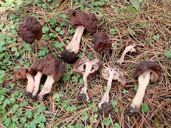 A number of different Morchella and Gyromitra mushrooms, including cross sections