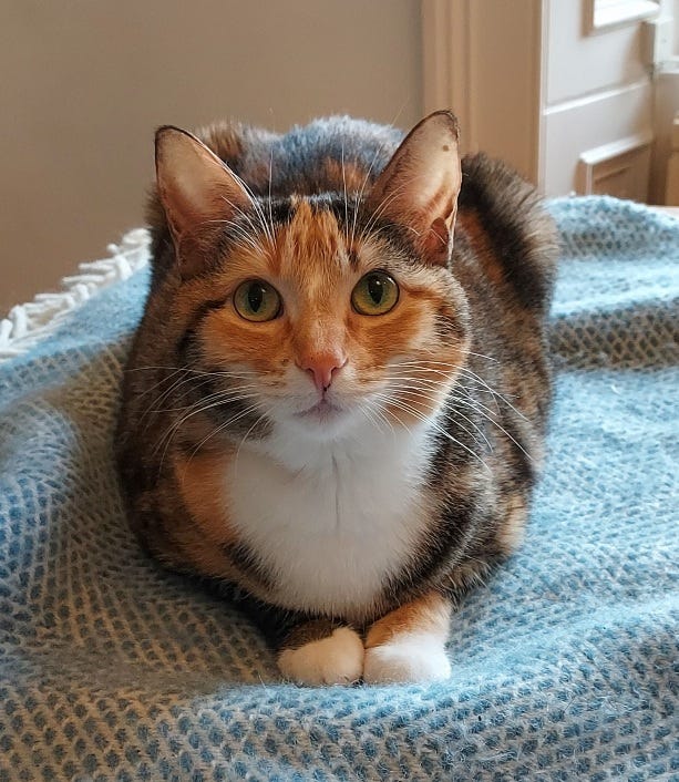 Pretty tortoiseshell cat lying on a blanked, looking into the camera.
