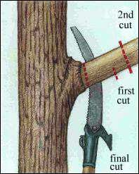 Fruit Tree Pruning Steps - by Fred Hoffman