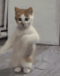 Cats Dancing GIFs - Find & Share on GIPHY