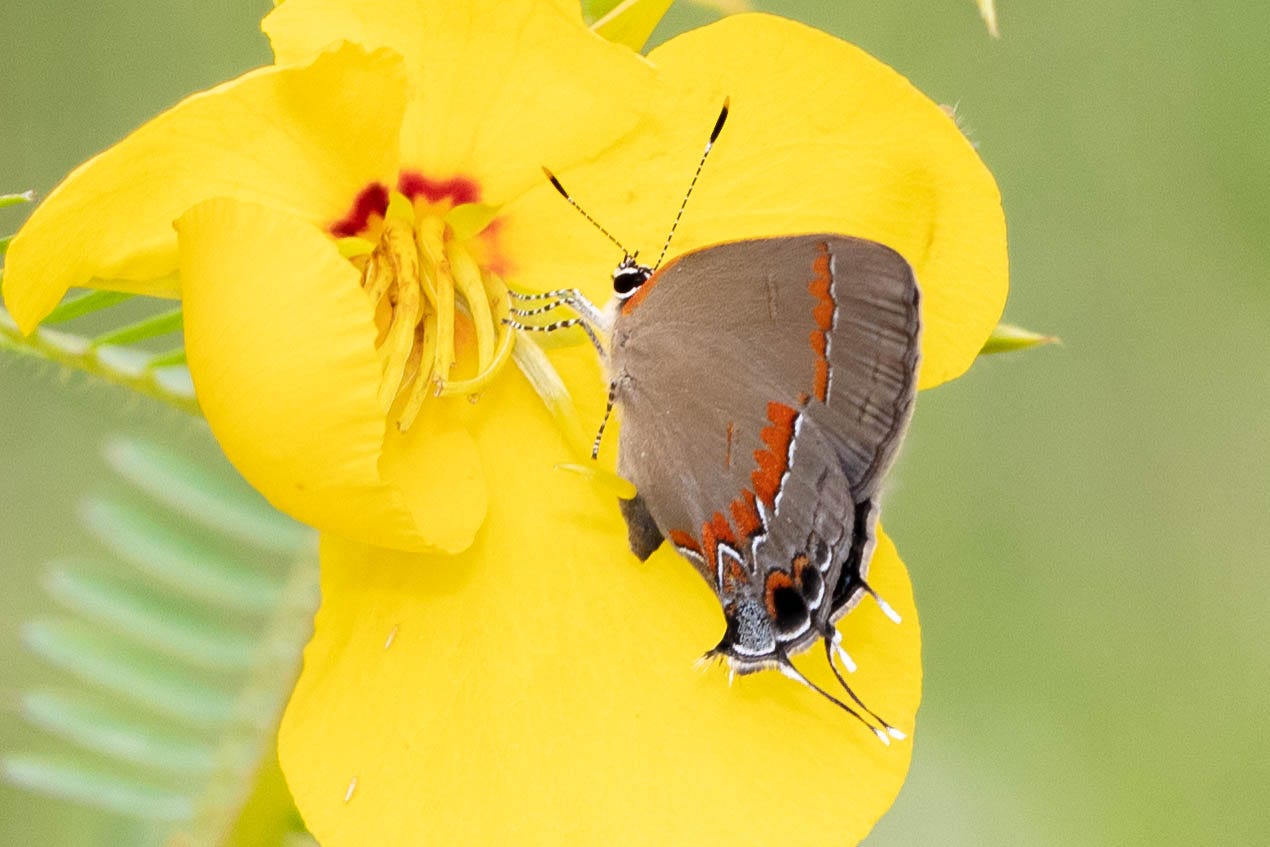 Small gray-brown butterfly with orange-red wobbly line across wing, visiting yellow flower with red jagged lines at the base of each petal