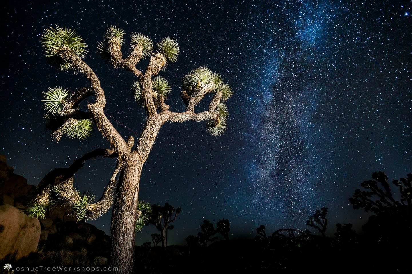 Joshua Tree Visitors Guide - Local's Guide to Joshua Tree