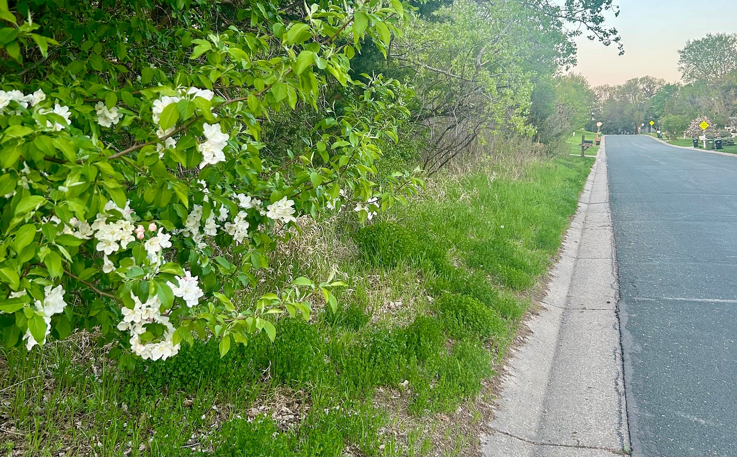 Picture shows white blooms next to a street view Picture shows white blooms next to a street view