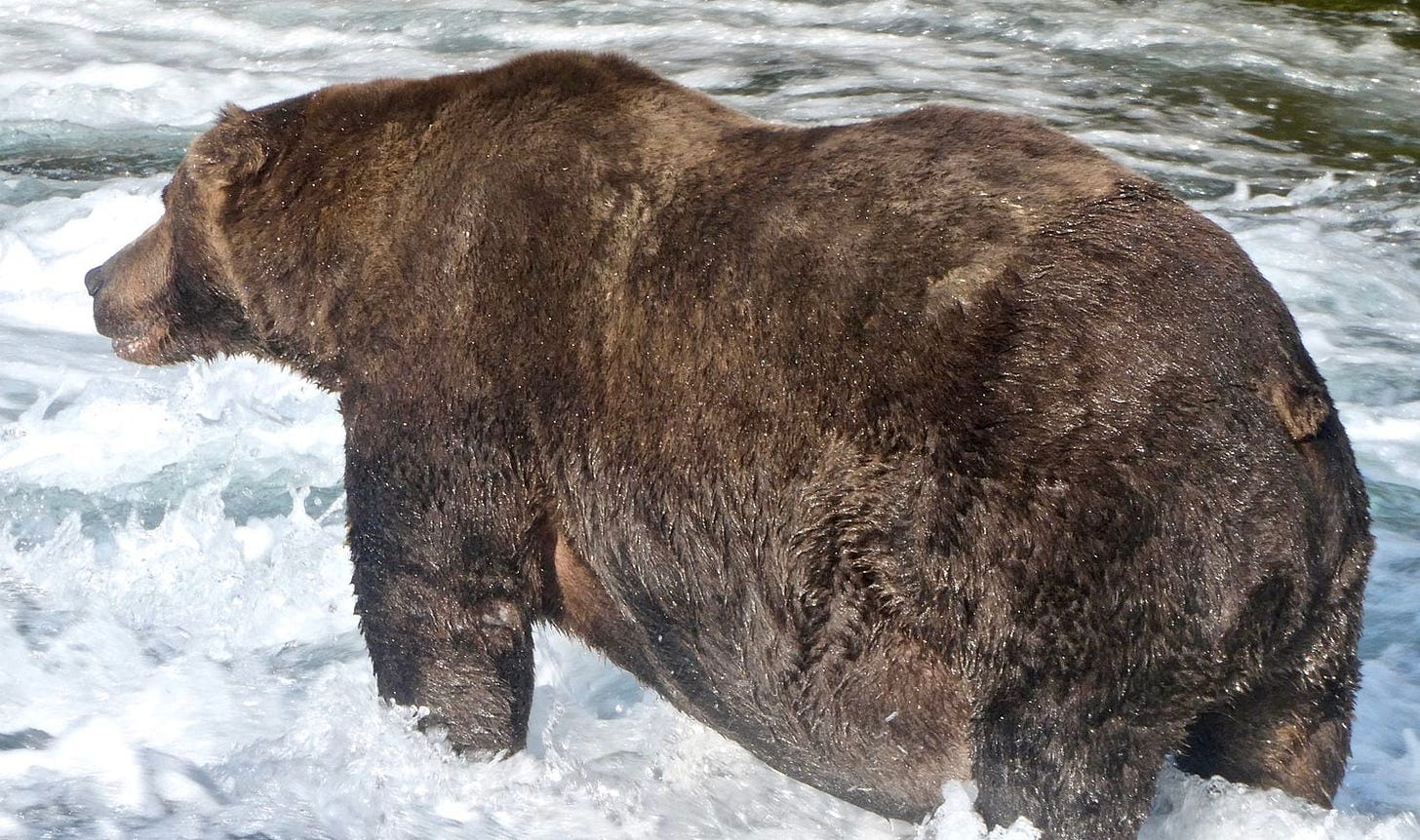 A fat brown bear standing in a river, viewed from behind.