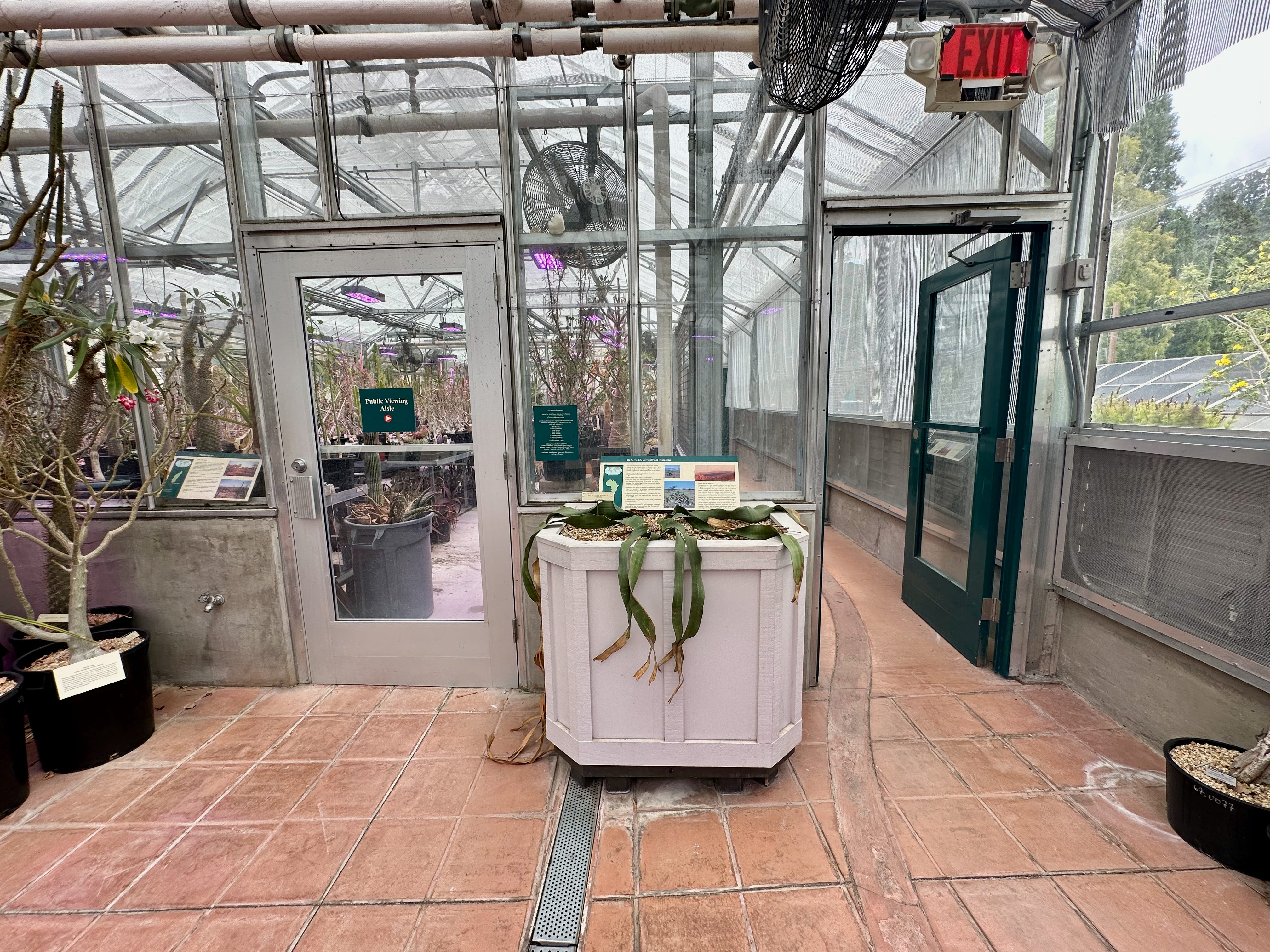 2000 Seconds with Welwitschia mirabilis