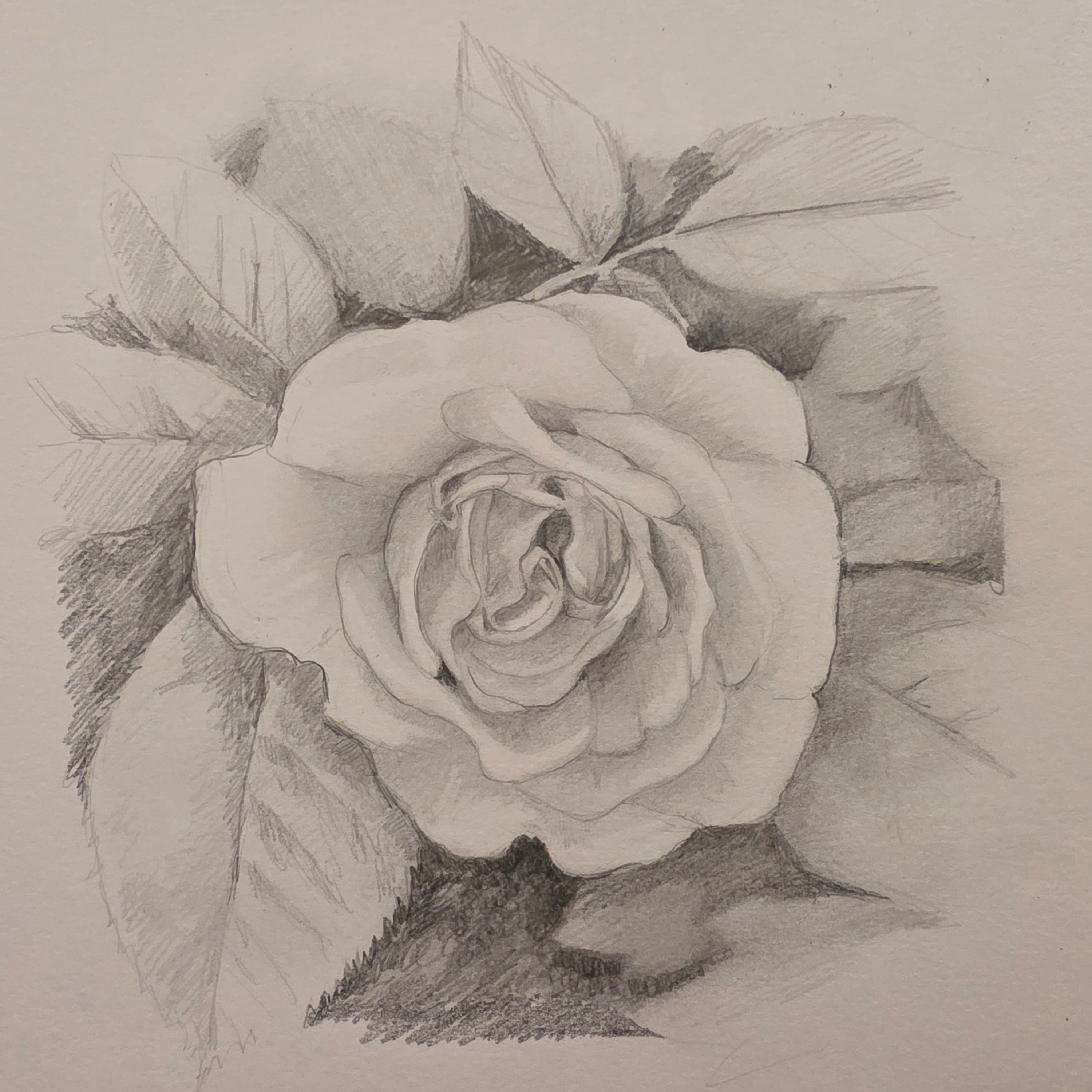 Step by step drawing of a Rose - by Camilla Rose Imanuelsen