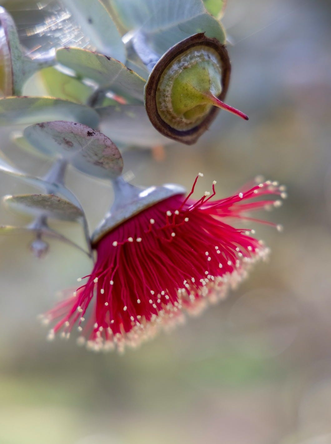 a close up of a flower on a tree