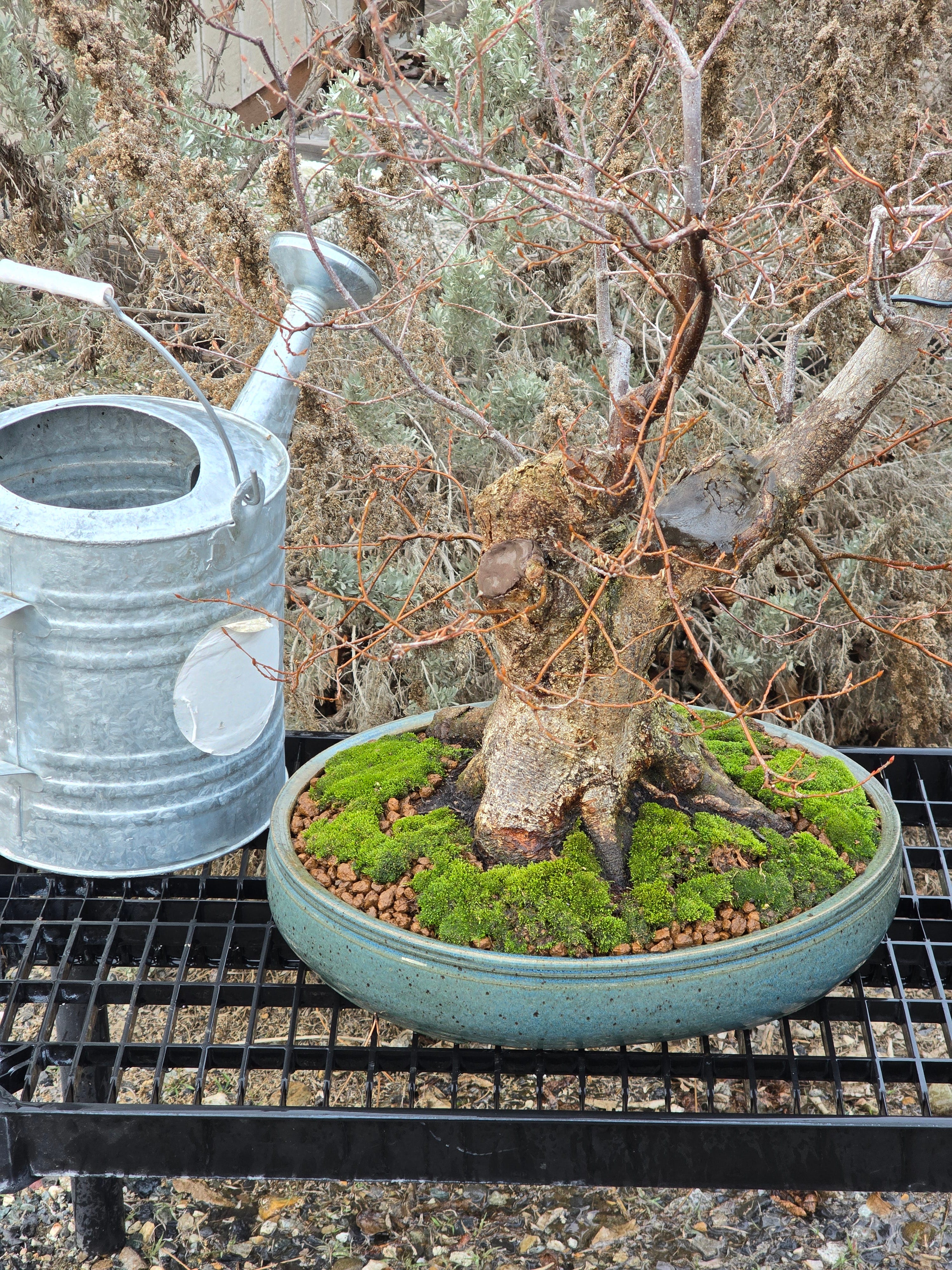 It's bonsai repotting season