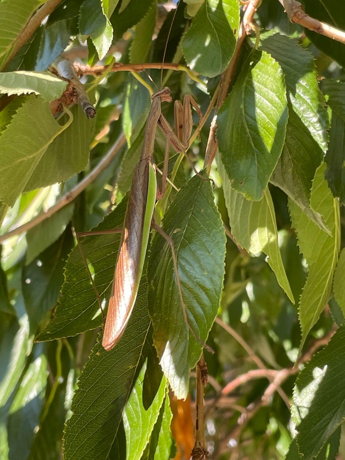 Brown stick bug among green leaves