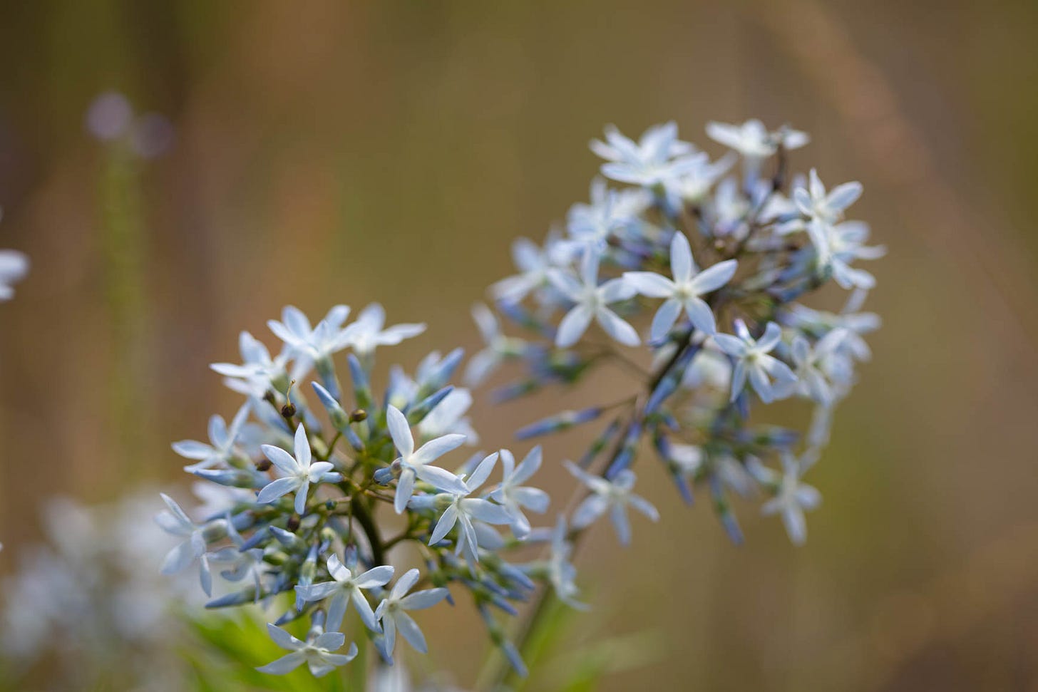 Close-up of the loose domes of pale blue, star-shaped flowers of fringed amsonia