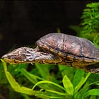 嫌われることで、自分を守っていた。ジャコウガメという亀