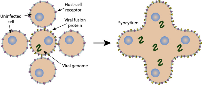 Syncytium formation induced by viral infection ~ ViralZone
