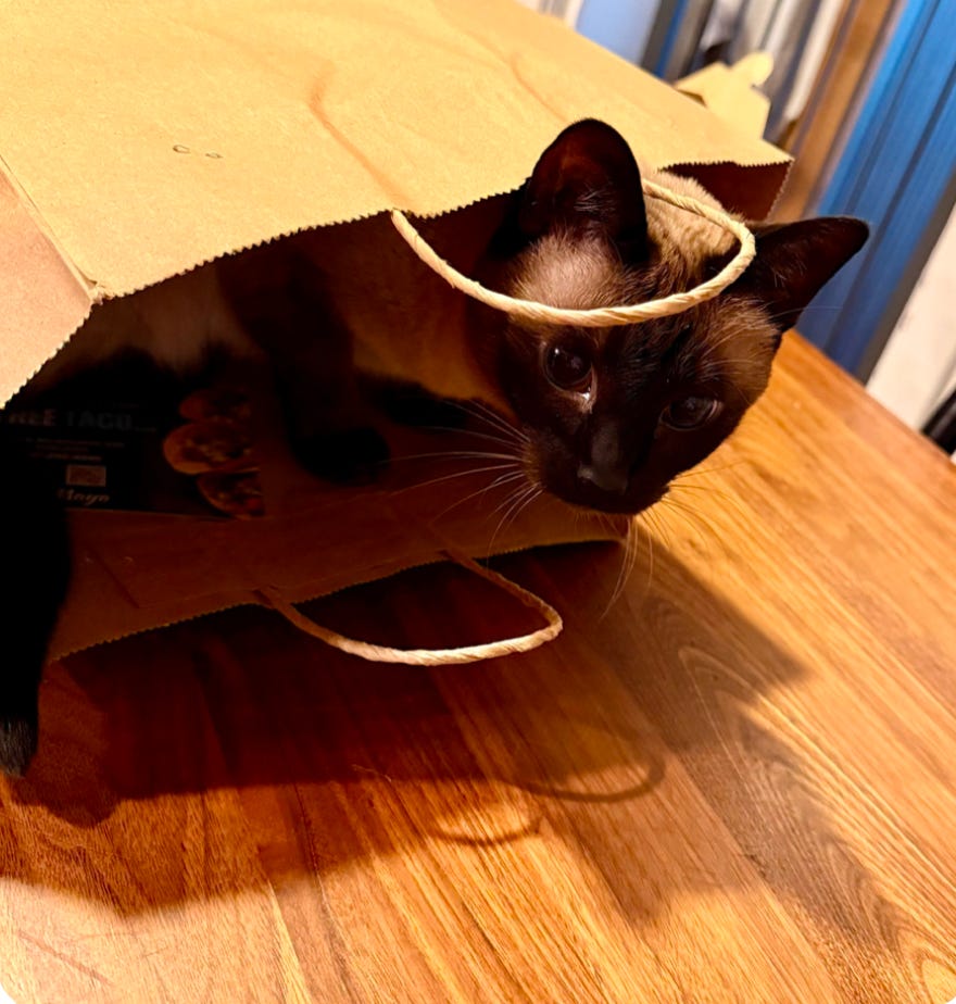 paper bag tipped over on table; close up of adorable Siamese goofball peeking out