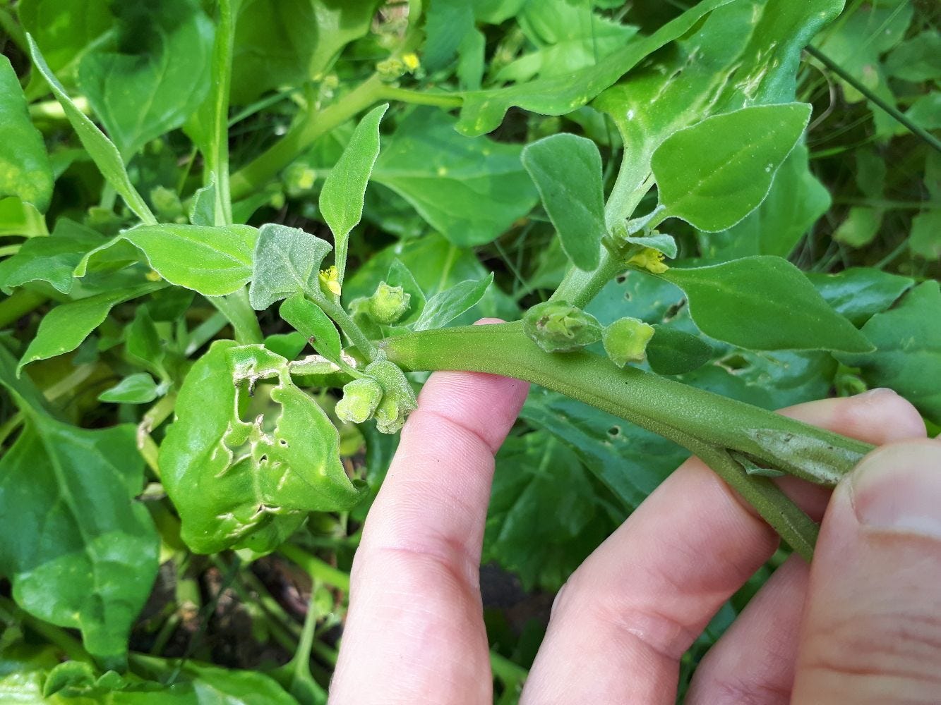 Tetragonia tetragonoides [seed pods - Syd Olym Pk] sml.jpg