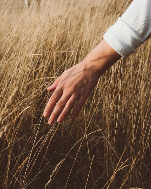Free A hand gently touching golden wheat in a serene rural meadow at sunset, evoking tranquility and nature's beauty. Stock Photo