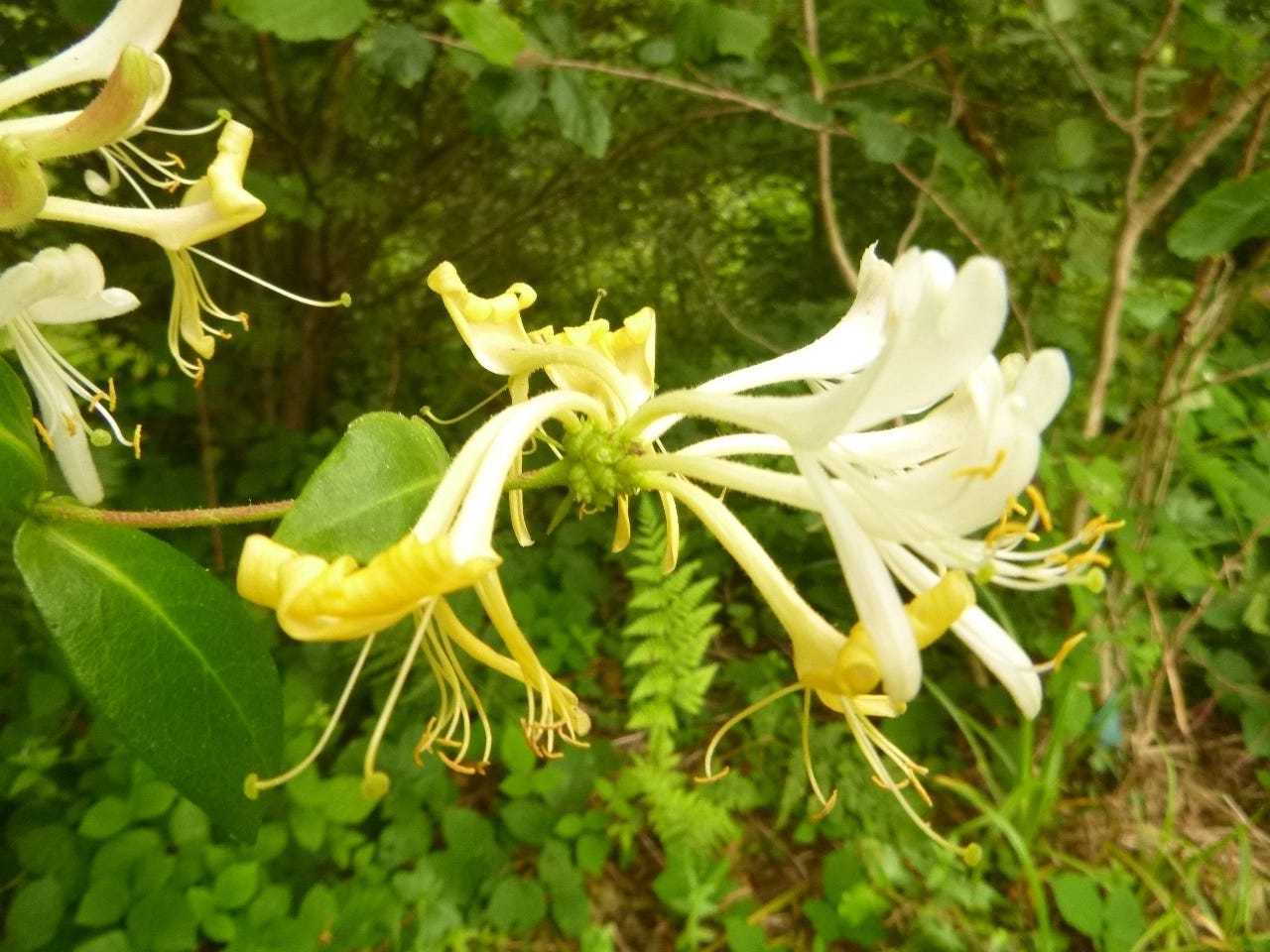 White and yellow tubular flowers of honeysuckle 