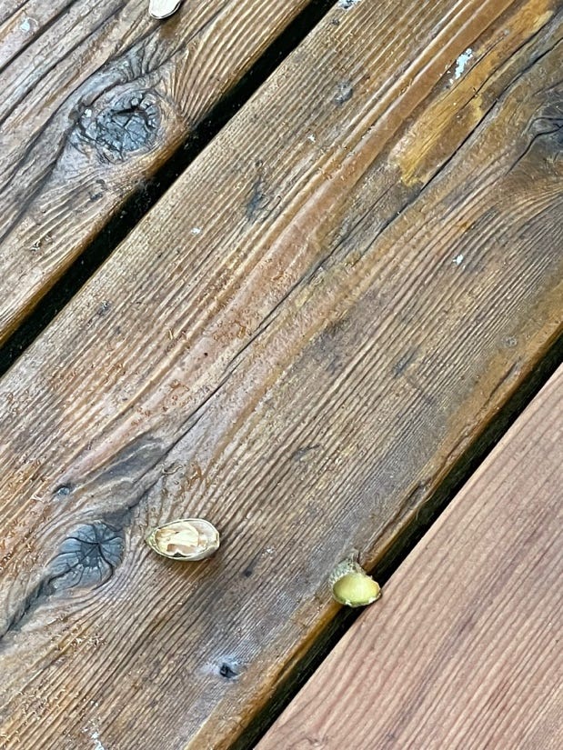 A close up of a wood deck

Description automatically generated