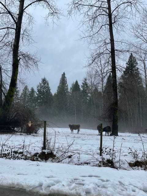 cows in a winter landscape 