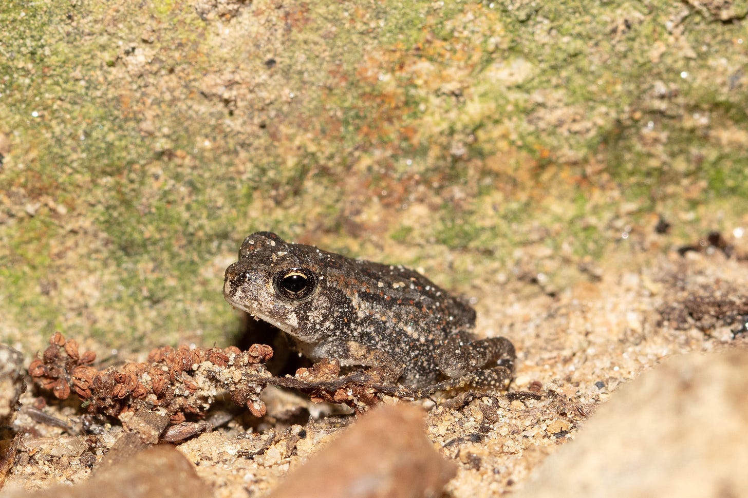 A mottled brown and beige toad with large, dark-pupiled, golden eyes, shown in profile on pale, sandy soil against a pale, algae-stained concrete wall
