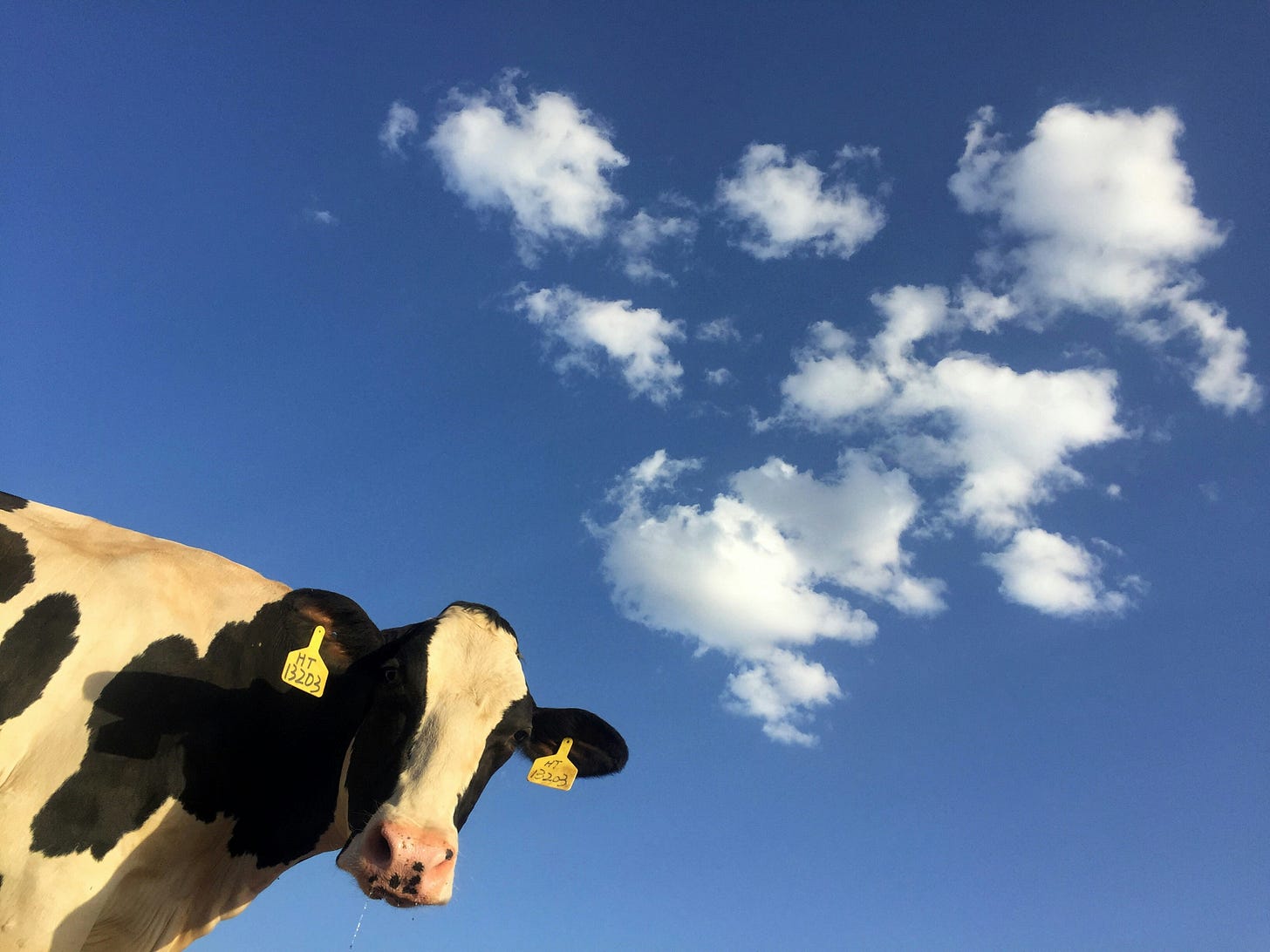 A black-and-white dairy cow peering down at the viewer from the bottom corner of the image, with blue sky in the background