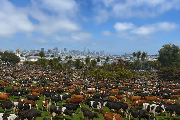 A large group of cows grazing in a field
AI-generated content may be incorrect. A large group of cows grazing in a field
AI-generated content may be incorrect.