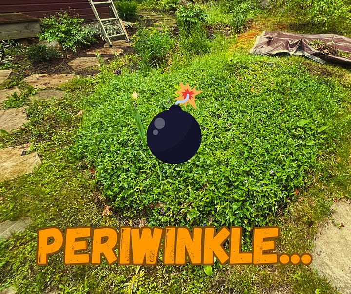 Cartoon image of a bomb exploding a patch of periwinkle.