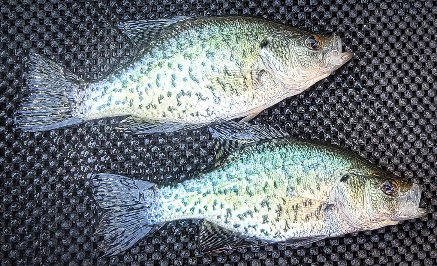 White Crappie | Oregon Sea Grant | Oregon State University