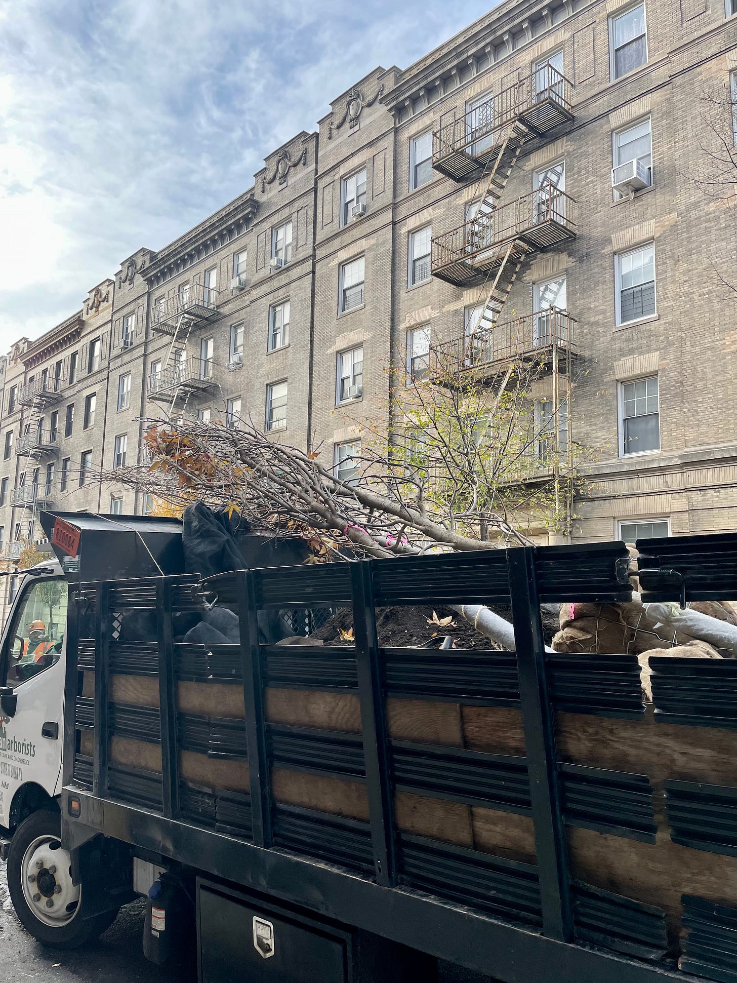 Image description: a truck loaded with bare root trees. End image description.