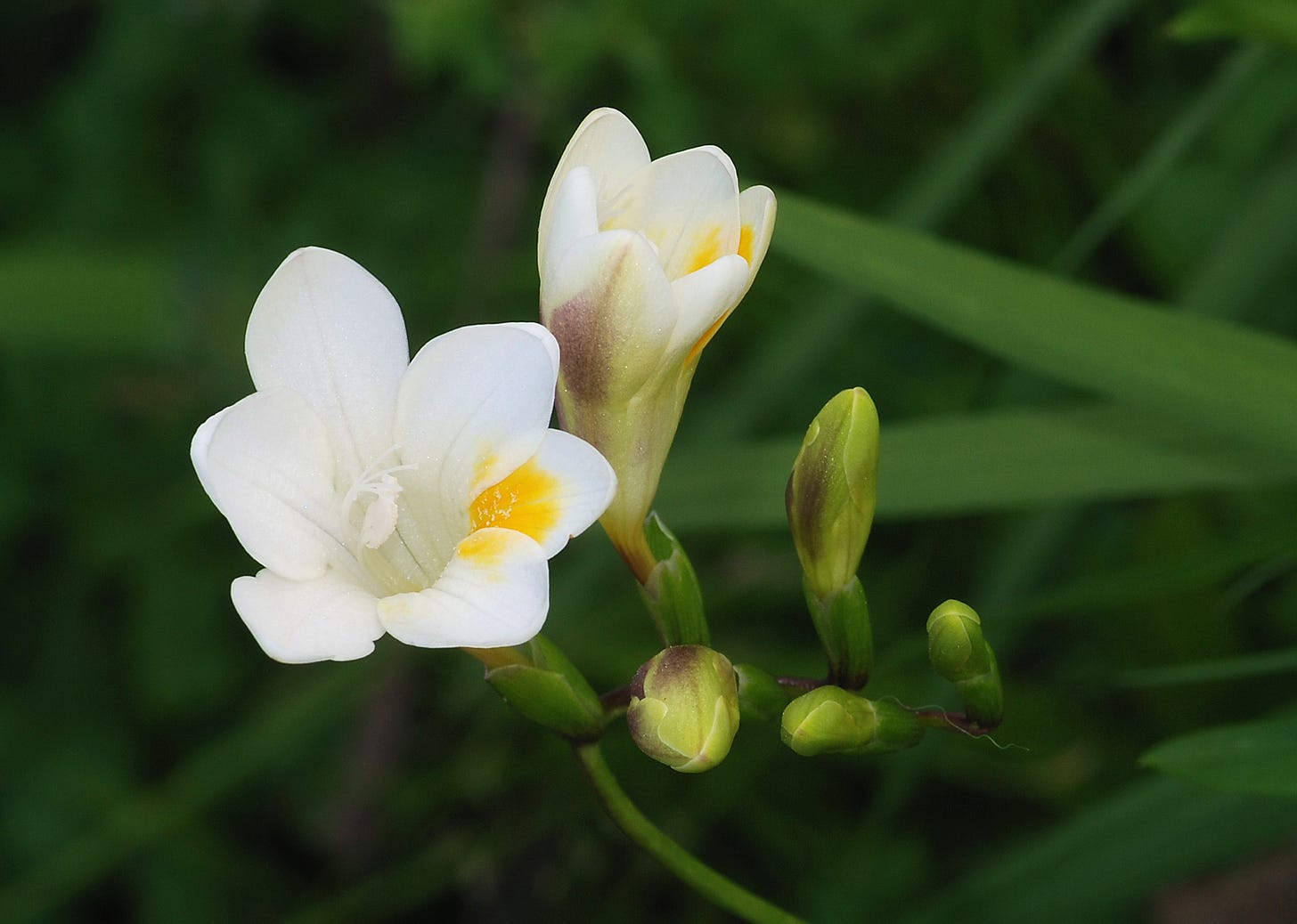 Freesia – Wikipédia, a enciclopédia livre