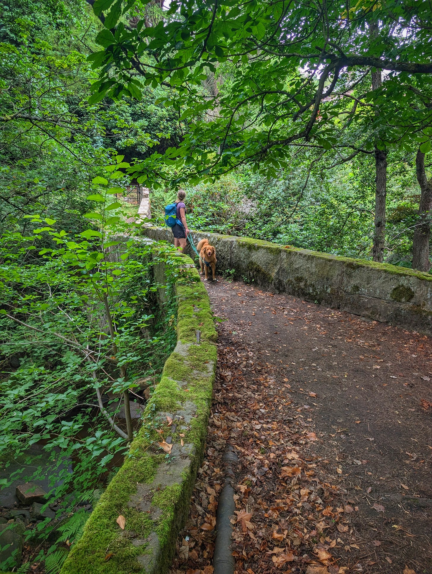 Hiker and her dog cross an old stone bridge near Blackstone Edge in the Peak District National Park. 