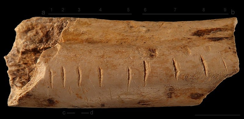 Hyena bone from Les Pradelles with notches Hyena bone from Les Pradelles with notches