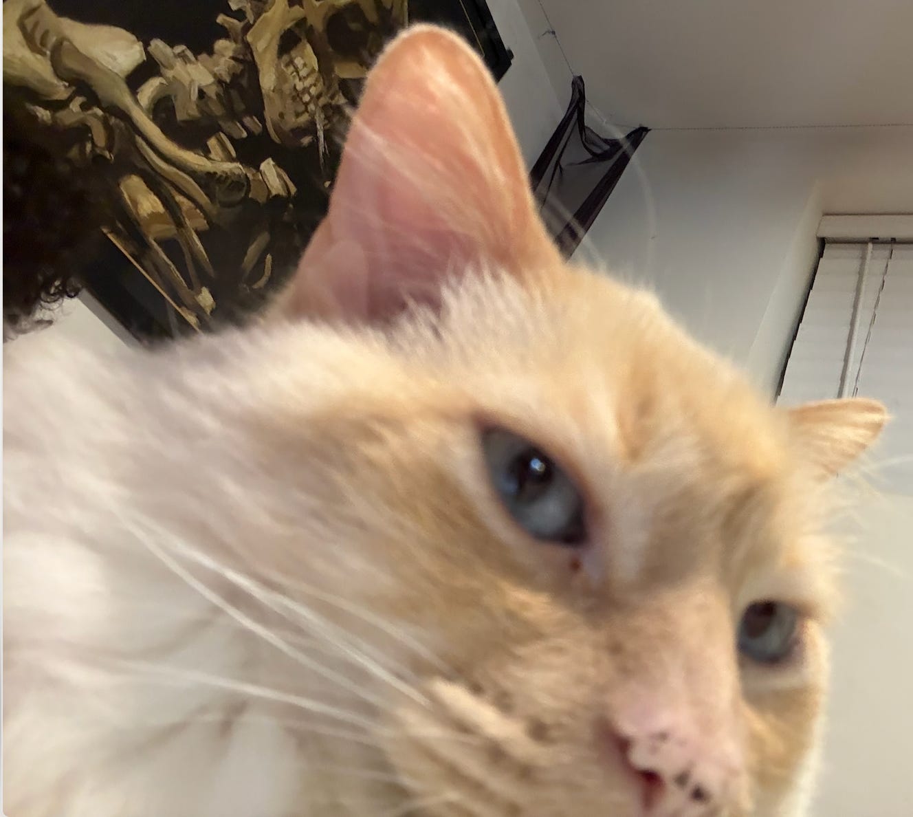 extrmee close up of white kitty; blue eye, pink nose, head slightly tilted. weird picture of skeleton on wall behind her ear.