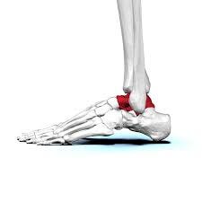 File:Left Talus bone 03 lateral view.png - Wikimedia Commons