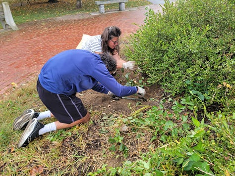 Collage of pictures showing volunteers working on clearing the mulch bed of weeds and the bags of collected weeds.