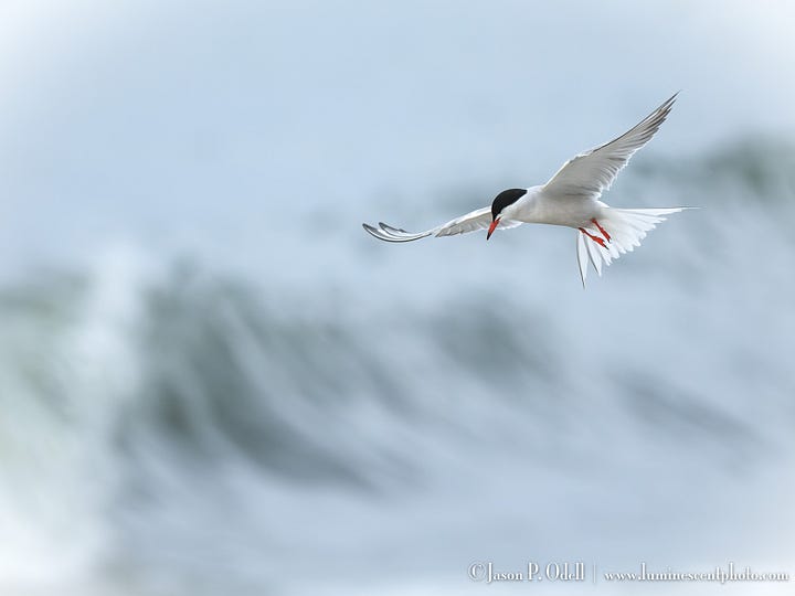 Terns and their chicks