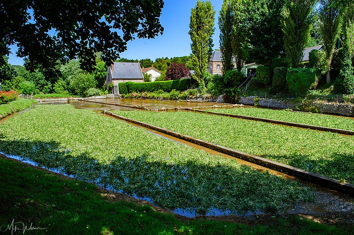 Watercress fields