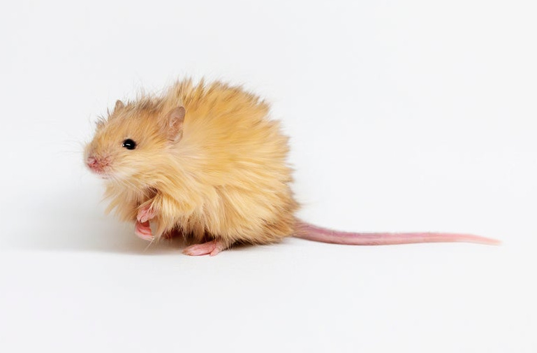 A golden colored mouse with long, luxurious, fluffy fur stands before a white background. It has tiny black eyes, a notch in its left ear, and small bare paws and a bare tail. The fur floofs outward and makes it look like a koosh ball. Hoohooheehee!