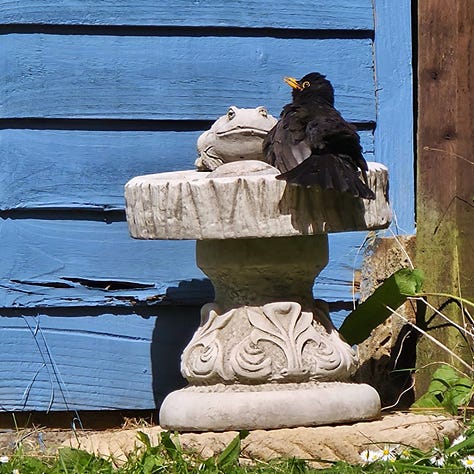 three pictures of a little blackbird in various bits of the garden, looking very relaxed