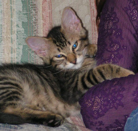 Chase_Kitten_lovey_Cats_Comfort_us Chase_Kitten_lovey_Cats_Comfort_us