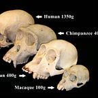 Primatology.net
