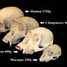 Primatology.net