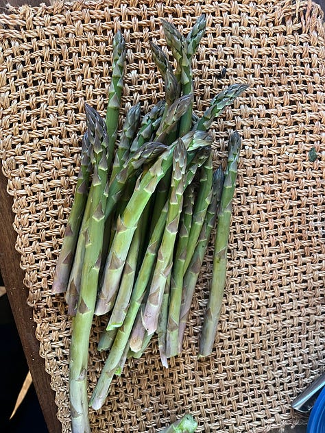asparagus, arugula, front planter, Vancouver Mystic Gem clematis, plants ready to go out, lupine 'Masterpiece', Paradise garden after rain, Boulevard native garden, replanted cercis 'Flamethrower' (aka 'Eternal Flame')