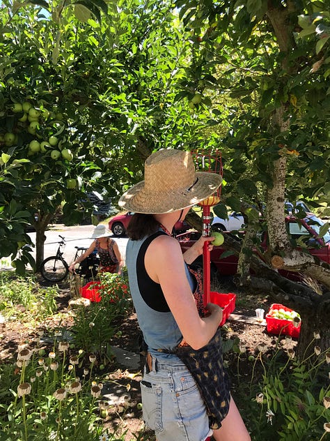 Apples, apple tree, person picking apples