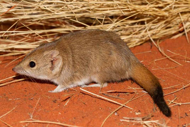 l'ampurta (Dasycercus hillieri), un petit marsupial prédateur classé en danger en 1999